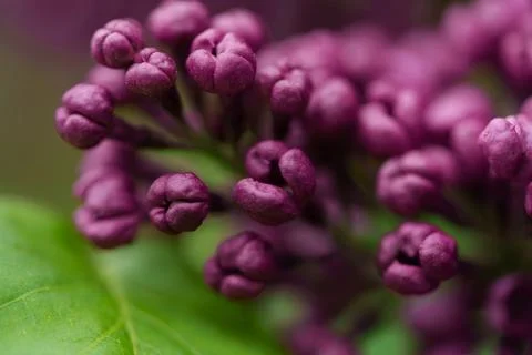 Dark pink lilac. 库存照片