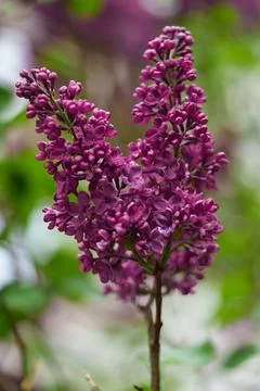 Dark pink lilac. Stock-Fotos