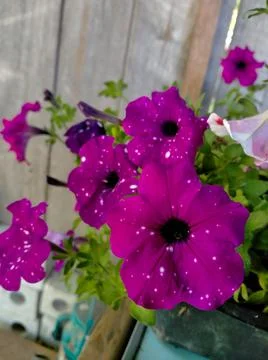 Dark pink petunia Foto stock