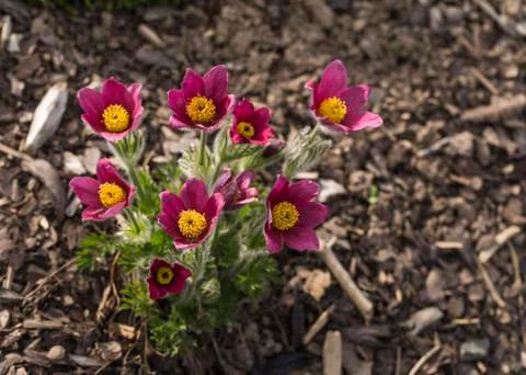 Dark pink Pulsatilla Stock Photos