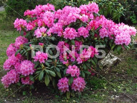 Dark pink rhododendron, richly flowering shrub, popular garden bush Stock Photos