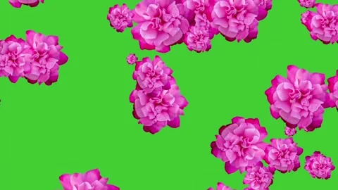 Dark pink rose flowers falling animation on green screen background Stock Footage 314594313