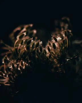 Dark plant in backlight Stock Photos
