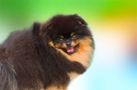 Dark Pomeranian spitz Foto stock