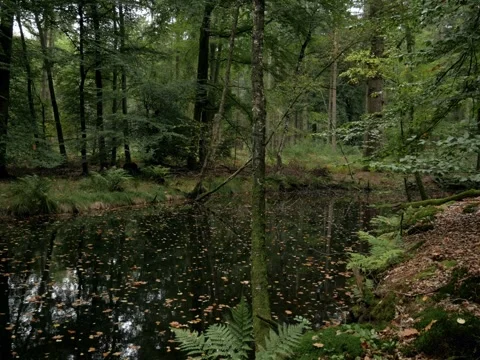 Dark pond in the forest with leafs falling Stock Footage 342339642