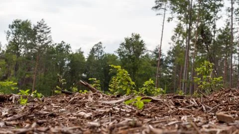 Dark puddles in forest, deforested, trees mirrored in water surface Stock Photos