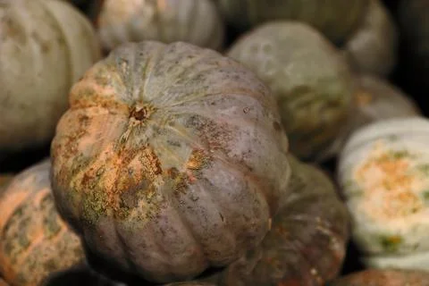 Dark pumpkin faces Stock Photos