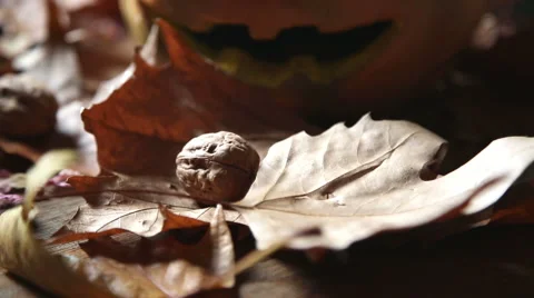 Dark pumpkin in a tilting shot from walnut to pumpkin on the table Stock-Footage 55844134