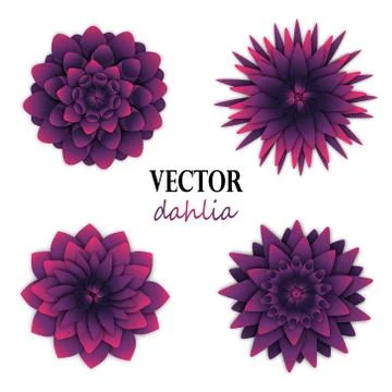 Dark puple dahlias collection. Stock Illustration