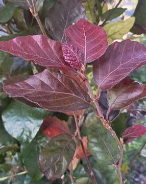 Dark purple beech leaves texture background close up Stock Photos