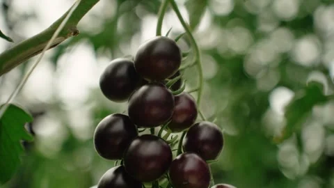 Dark purple cherry tomatoes growing on vine in greenhouse Video stock 348029720
