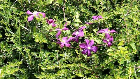 Dark purple clematis flowers surrounded by greenery Stock Footage 77861183