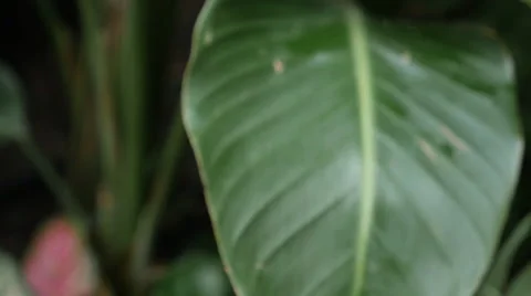 Dark Purple Flower Stock Footage 60110724