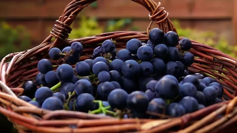 Dark purple grapes are falling into the basket Stock Footage 274471692