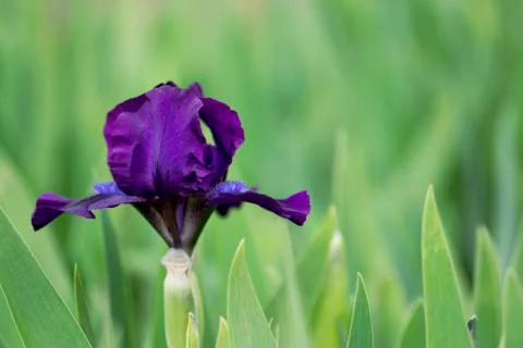 Dark Purple Iris Foto stock