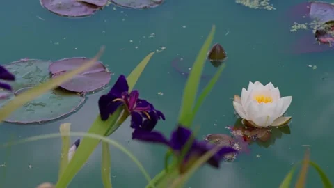 Dark purple irises Stock Footage 332890527