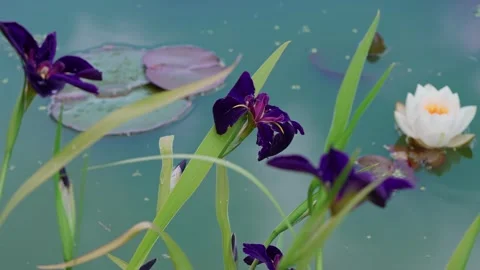 Dark purple irises Video stock 332890532