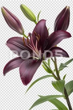 Dark purple lily with unopened buds and long green leaves PSD Template
