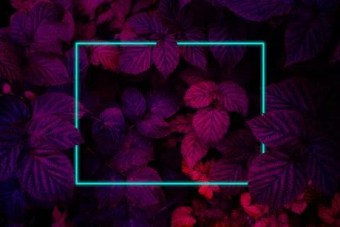 Dark purple natural background with raspberry bush foliage with blue frame Stock Photos