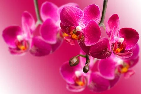 Dark purple orchids on blurred gradient background Stock Photos