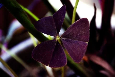 Dark purple patterned leaves Stock Photos