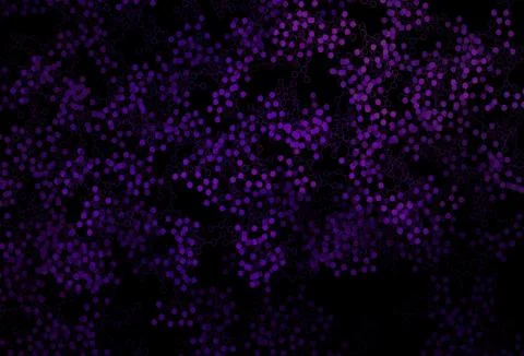 Dark Purple, Pink vector texture with artificial intelligence concept. Stock Illustration