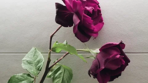 Dark purple roses on a light background expressing romance Vídeo Stock 335023641