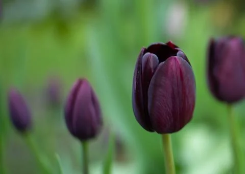 Dark purple Tulip Stock Photos