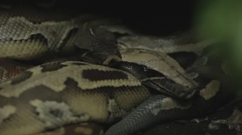 Dark pythons lounge Stock Footage 24332933