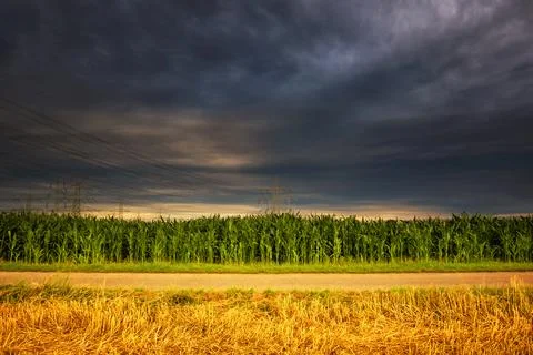 Dark rain clouds, storm clouds over the corn field Photos