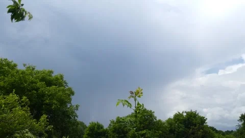 Dark rain storm clouds over green tree branches, panning Stock Footage 345592794