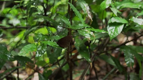 Dark Rainforest Butterfly Resting on Wet Jungle Foliage Stock-Footage 335355545