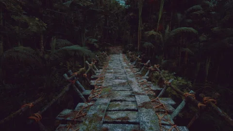 Dark rainforest pathway with shimmering moss and luminous fireflies Stock Footage 340664413