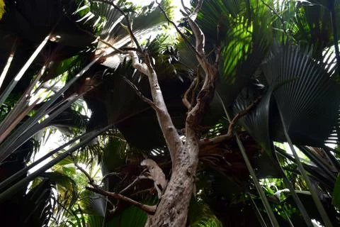 Dark Rainforest Stock Photos