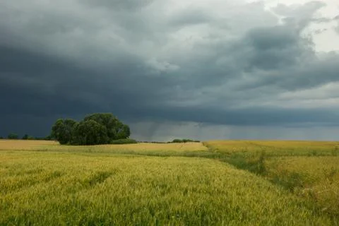 Dark rainy cloud over a field with yellow grain Stock Photos