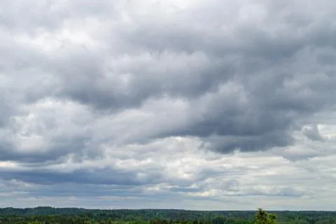 Dark rainy clouds and pine forest. Top view Stock Photos