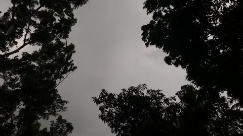 Dark rainy weather with stormy wind through dense forest trees - low angle shot. Stock Footage 345045656