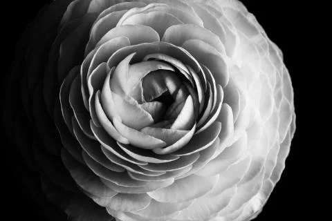 Dark ranunculus. Close up Stock Photos