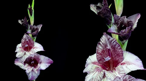 Dark red and white gladiolus flower blooming timelapse Stock Footage 33709355