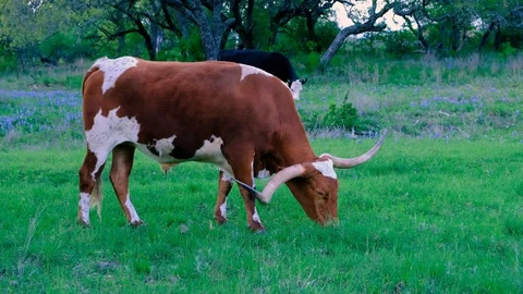 Dark red and white Texas Longhorn steer grazing on green pasture Stock Footage 127647121
