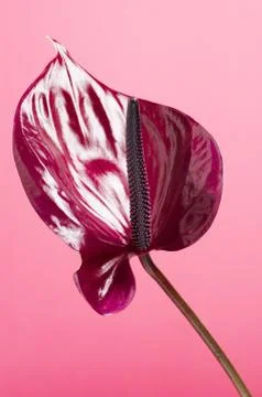 Dark red anthurium light background. Tropical minimalist backdrop Stock Photos