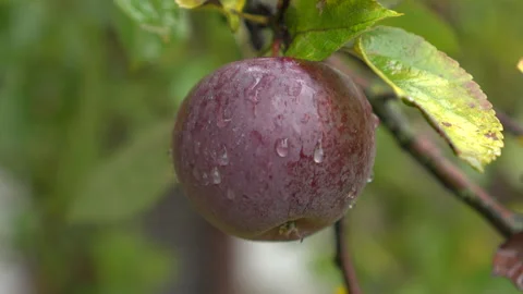 Dark red apple with water drops on branch Видео 348107524