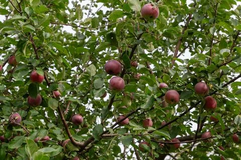 Dark red apples on branches of apple tree at sunny Stock Photos