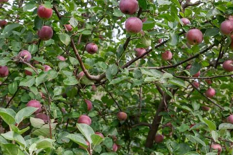 Dark red apples on branches of apple tree at sunny Stock Photos