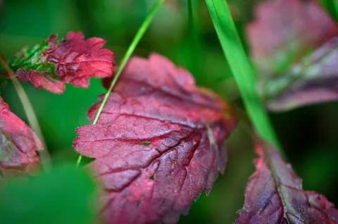Dark red autumn leaf Foto stock