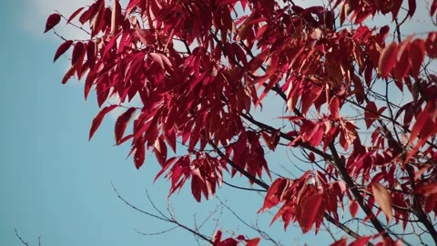 Dark red autumn leaves in forest Video stock 341641241