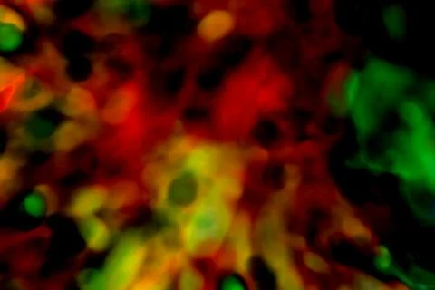 Dark red background, showing that germs.Background for making banners.; Stock Photos