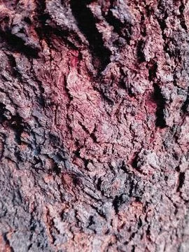 Dark Red Black Tree Bark Texture Grunge Nature Background Stock Photos