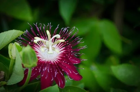 Dark Red Blooming Flower Stock Photos