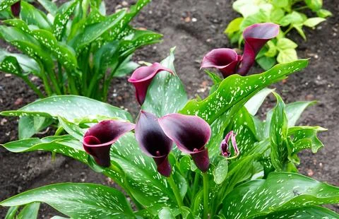 Dark red calla lilies Stock Photos